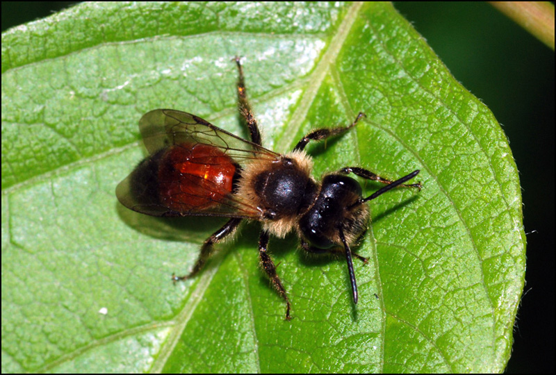Andrena sp.